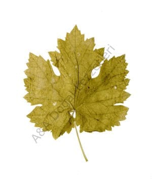 ASMA YAPRAĞI 5 LİK PET